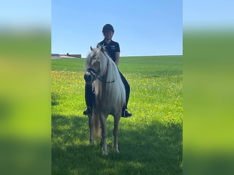 Haflinger Stute 8 Jahre 150 cm Fuchs in Iggingen