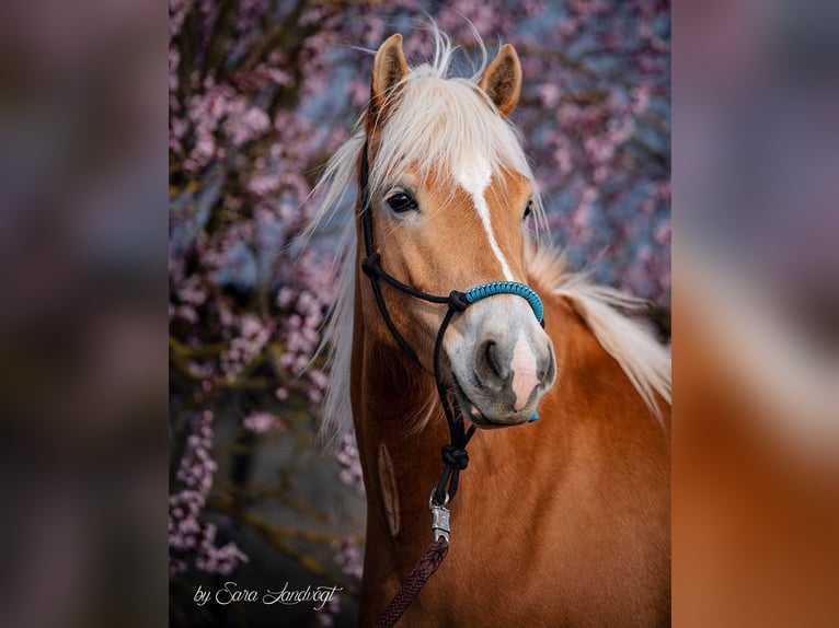 Haflinger Stute 8 Jahre 150 cm Fuchs in Putzbrunn Haflinger Stute 8 Jahre 150 cm Fuchs in Putzbrunn