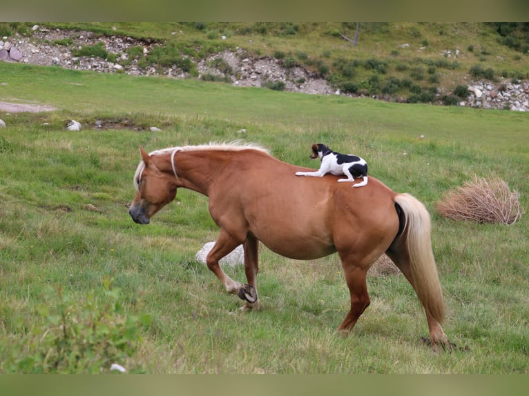 Haflinger Stute 8 Jahre 150 cm Fuchs in Südtirol