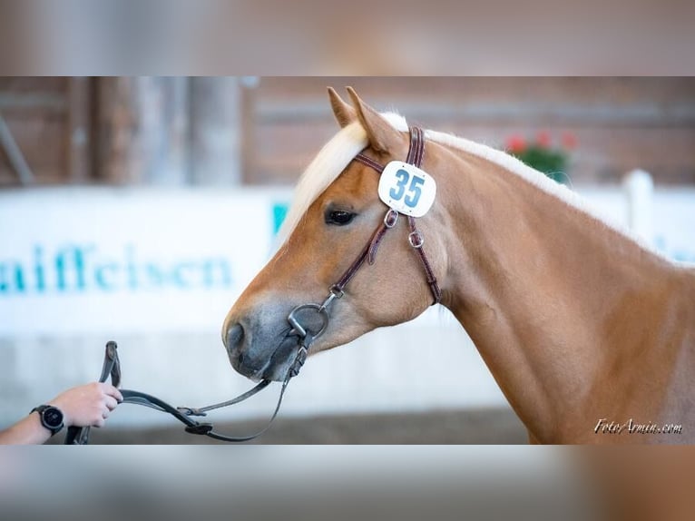 Haflinger Stute 8 Jahre 150 cm Fuchs in Südtirol