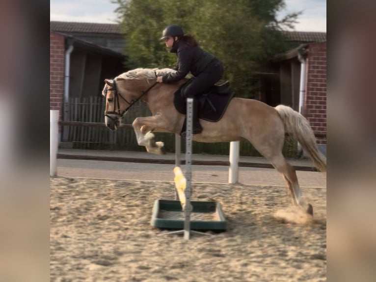 Haflinger Stute 8 Jahre 150 cm Palomino in Berlare