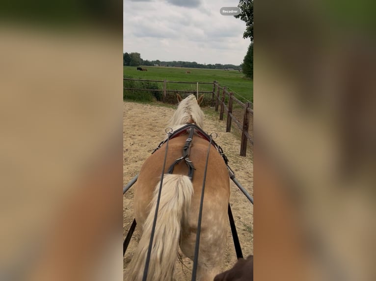 Haflinger Stute 8 Jahre 150 cm Palomino in Berlare
