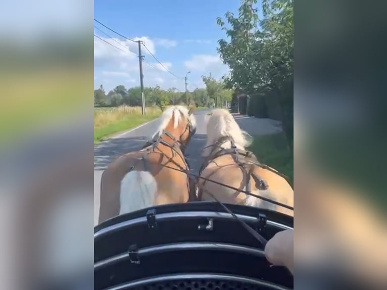 Haflinger Stute 8 Jahre 150 cm Palomino in Berlare