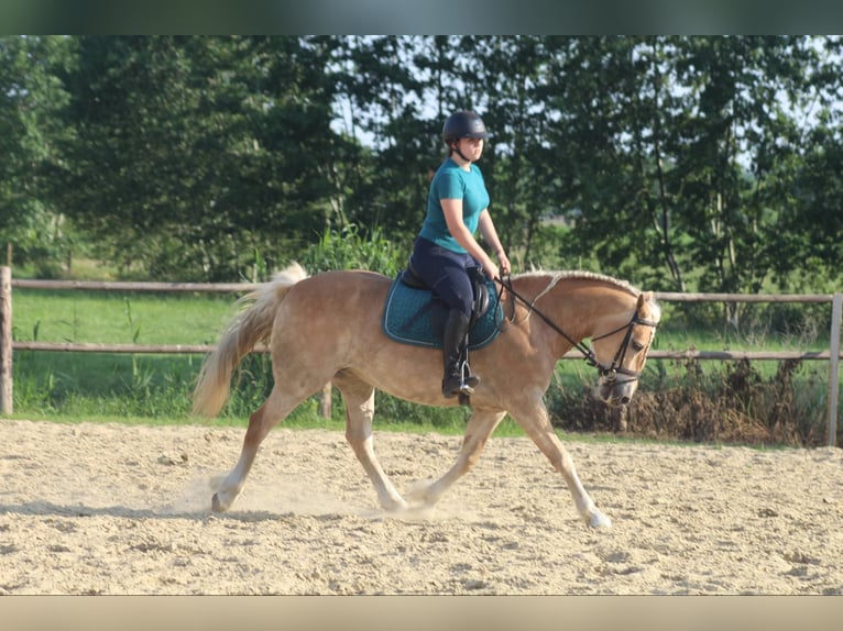 Haflinger Stute 8 Jahre 150 cm Palomino in Berlare