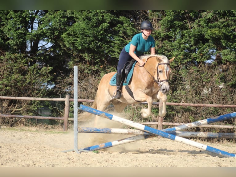 Haflinger Stute 8 Jahre 150 cm Palomino in Berlare