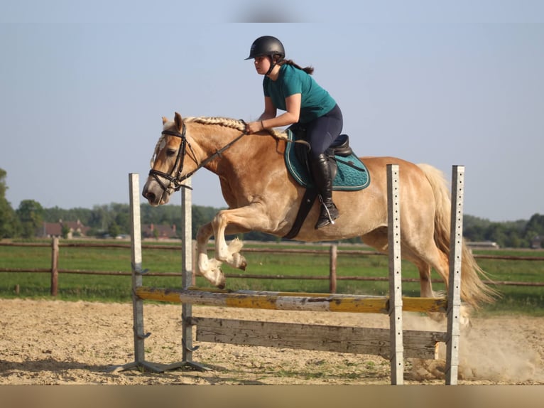 Haflinger Stute 8 Jahre 150 cm Palomino in Berlare
