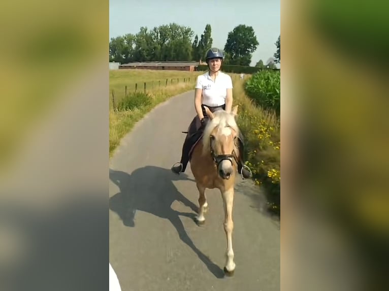 Haflinger Stute 8 Jahre 150 cm Palomino in Berlare
