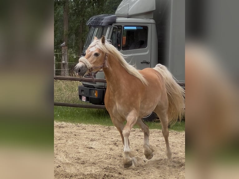 Haflinger Stute 8 Jahre 150 cm Palomino in Berlare