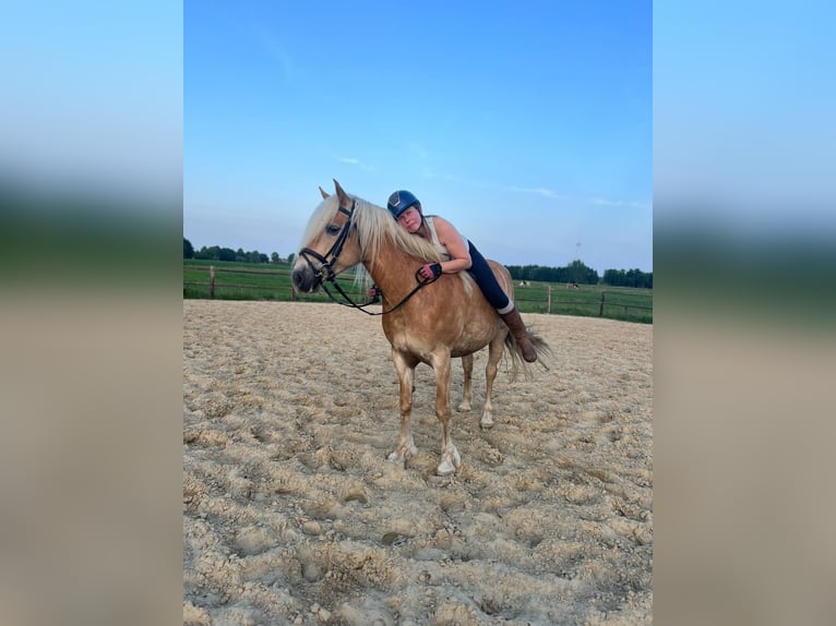Haflinger Stute 8 Jahre 150 cm Palomino in Berlare