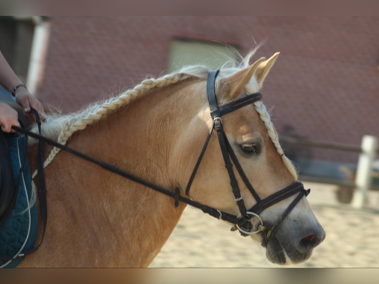 Haflinger Stute 8 Jahre 150 cm Palomino in Berlare