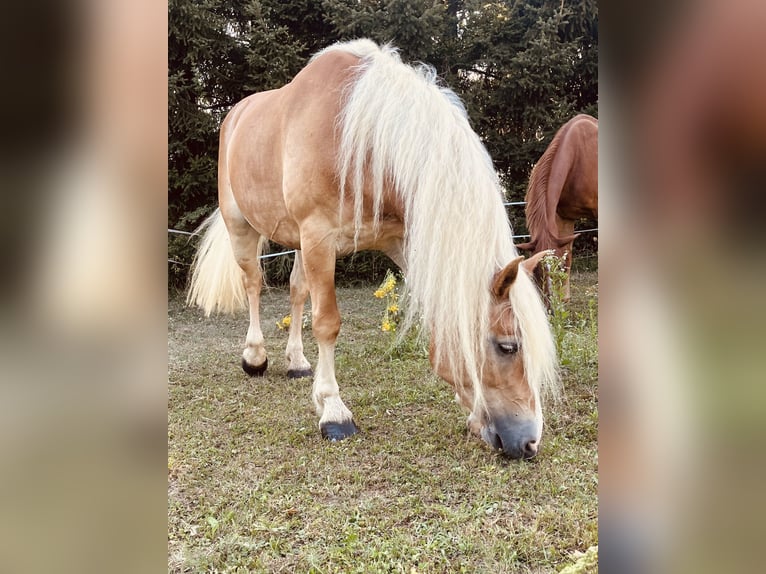 Haflinger Stute 8 Jahre 152 cm Fuchs in LinsendorfGrafenstein