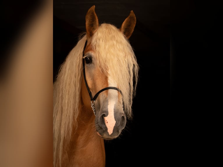 Haflinger Stute 8 Jahre 152 cm Fuchs in LinsendorfGrafenstein