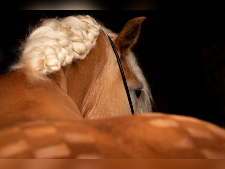 Haflinger Stute 8 Jahre 152 cm Fuchs in LinsendorfGrafenstein