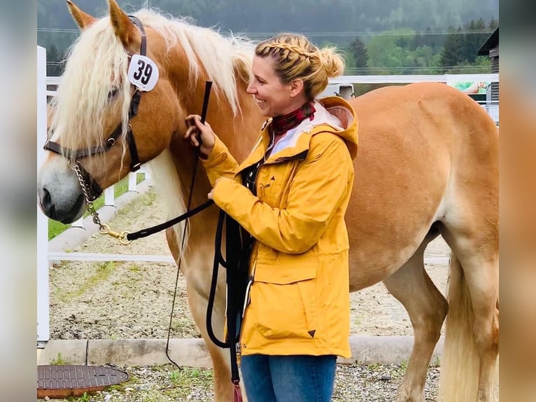 Haflinger Stute 8 Jahre 152 cm Fuchs in LinsendorfGrafenstein
