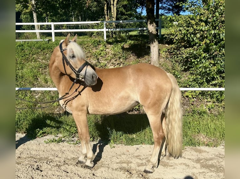 Haflinger Stute 8 Jahre 152 cm Fuchs in Pelmberg