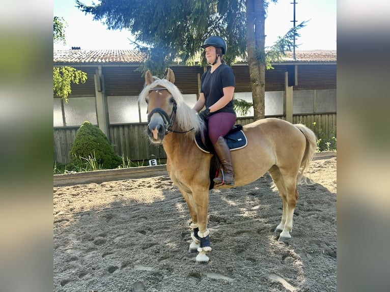 Haflinger Stute 8 Jahre 152 cm Fuchs in Pelmberg