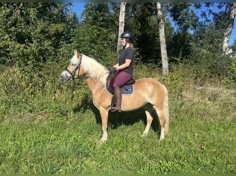 Haflinger Stute 8 Jahre 152 cm Fuchs in Pelmberg