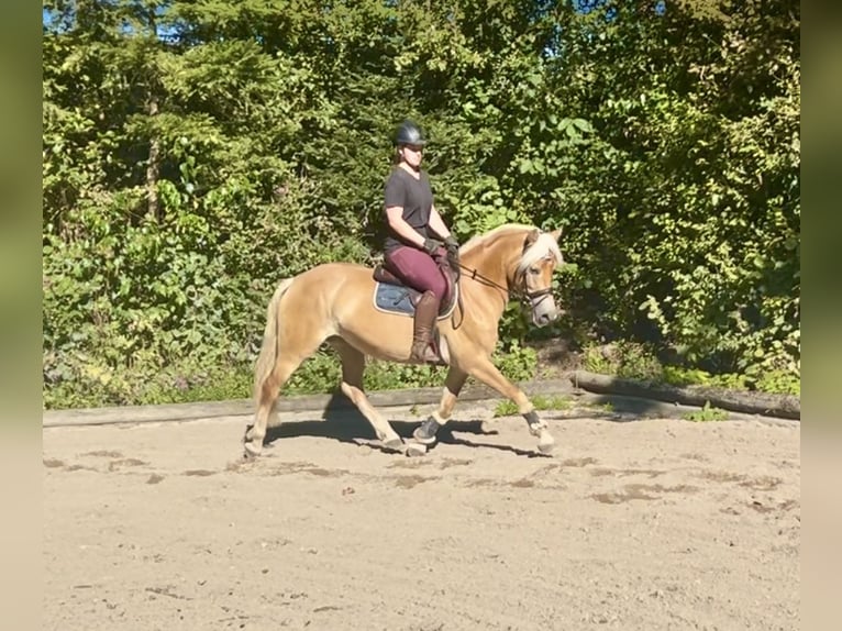 Haflinger Stute 8 Jahre 152 cm Fuchs in Pelmberg