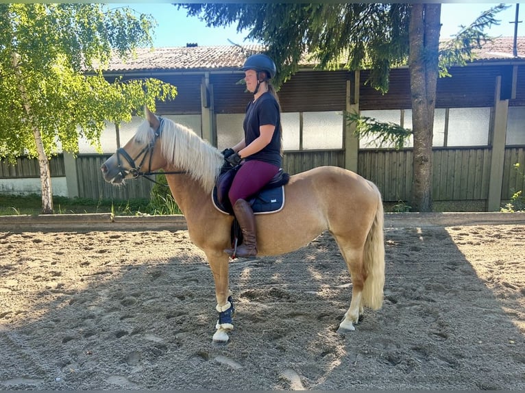 Haflinger Stute 8 Jahre 152 cm Fuchs in Pelmberg