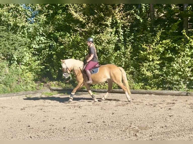 Haflinger Stute 8 Jahre 152 cm Fuchs in Pelmberg