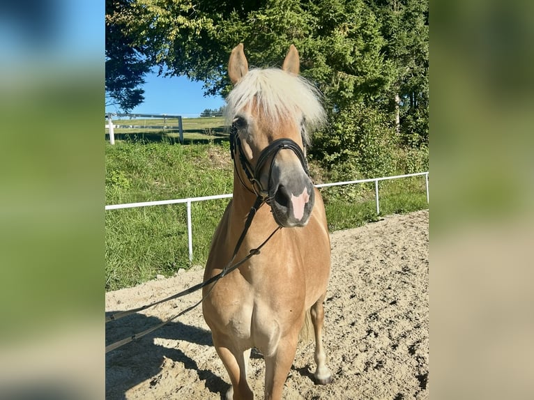 Haflinger Stute 8 Jahre 152 cm Fuchs in Pelmberg