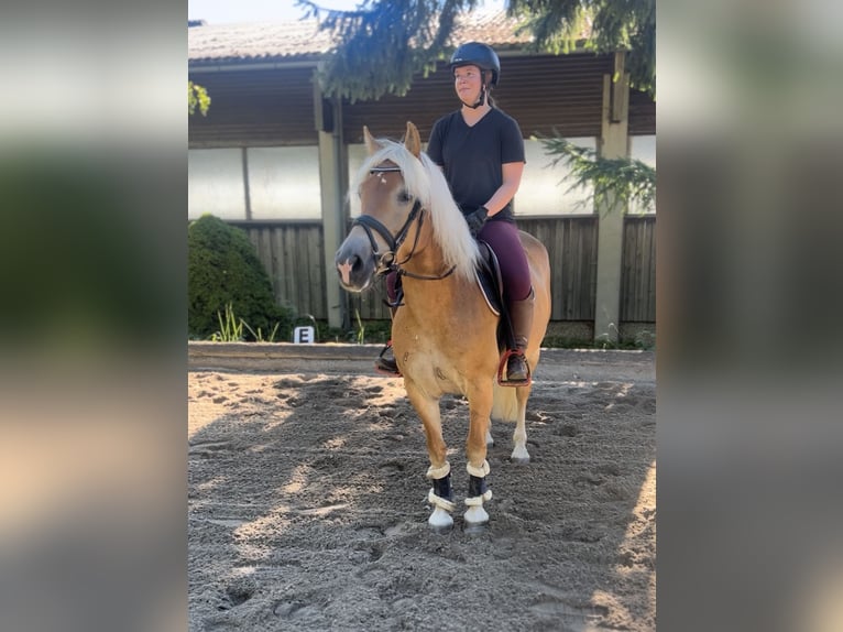 Haflinger Stute 8 Jahre 152 cm Fuchs in Pelmberg