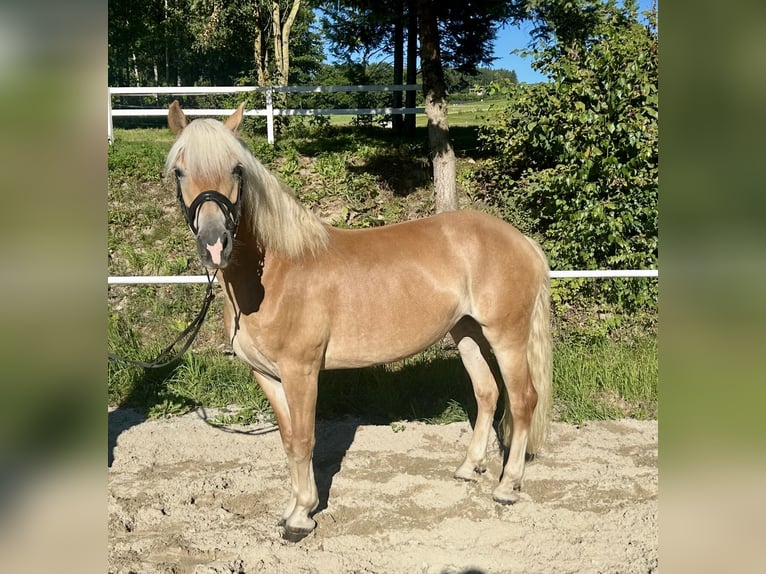 Haflinger Stute 8 Jahre 152 cm Fuchs in Pelmberg