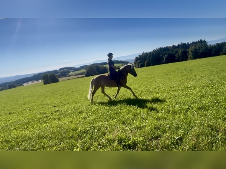 Haflinger Stute 8 Jahre 152 cm Fuchs in Pelmberg