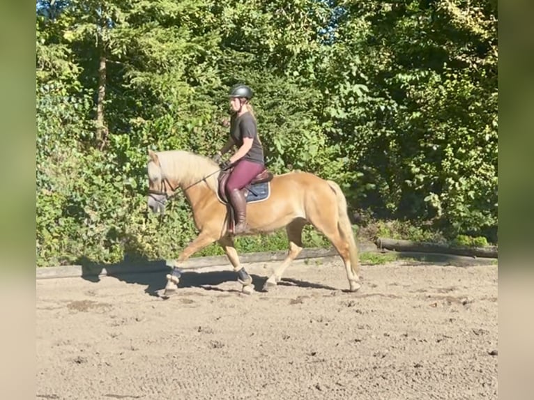 Haflinger Stute 8 Jahre 152 cm Fuchs in Pelmberg