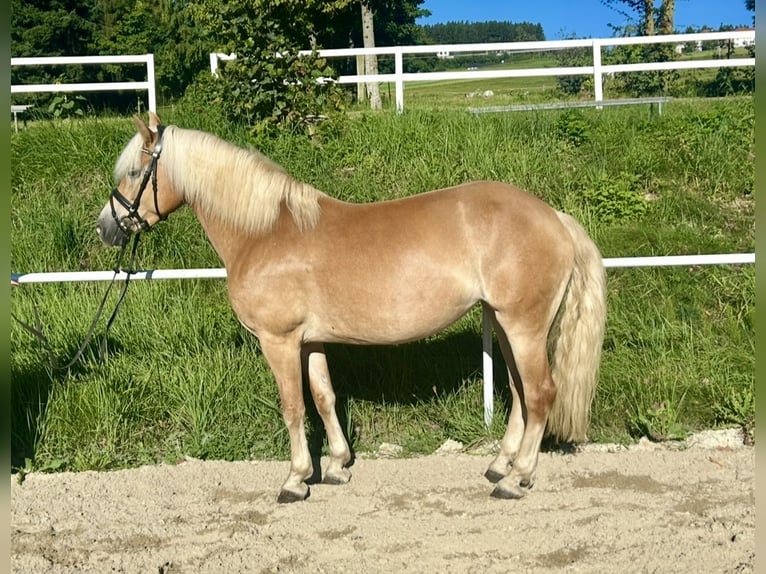 Haflinger Stute 8 Jahre 152 cm Fuchs in Pelmberg