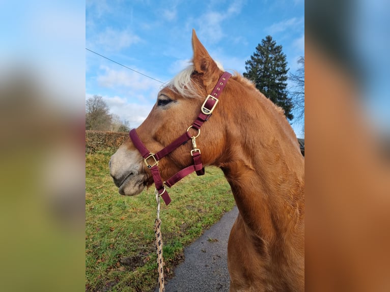 Haflinger Stute 8 Jahre 153 cm in Simmerath