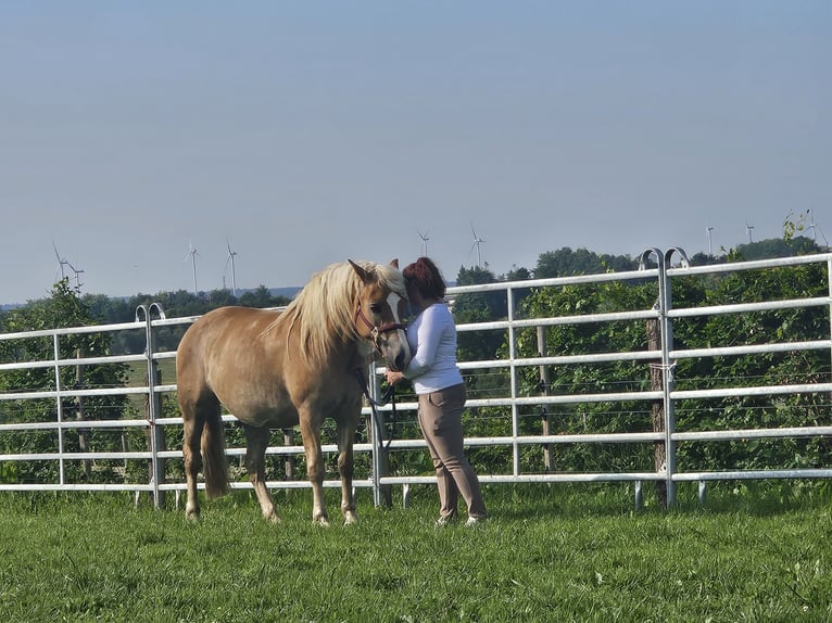 Haflinger Stute 8 Jahre 153 cm in Simmerath