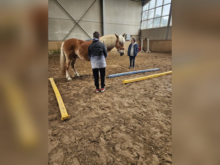 Haflinger Stute 8 Jahre 153 cm in Simmerath