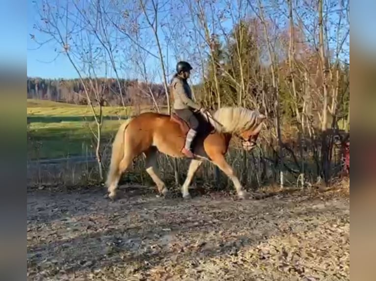 Haflinger Stute 8 Jahre 153 cm Falbe in Ferlach