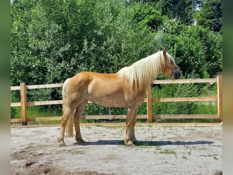 Haflinger Stute 8 Jahre 153 cm Falbe in Ferlach