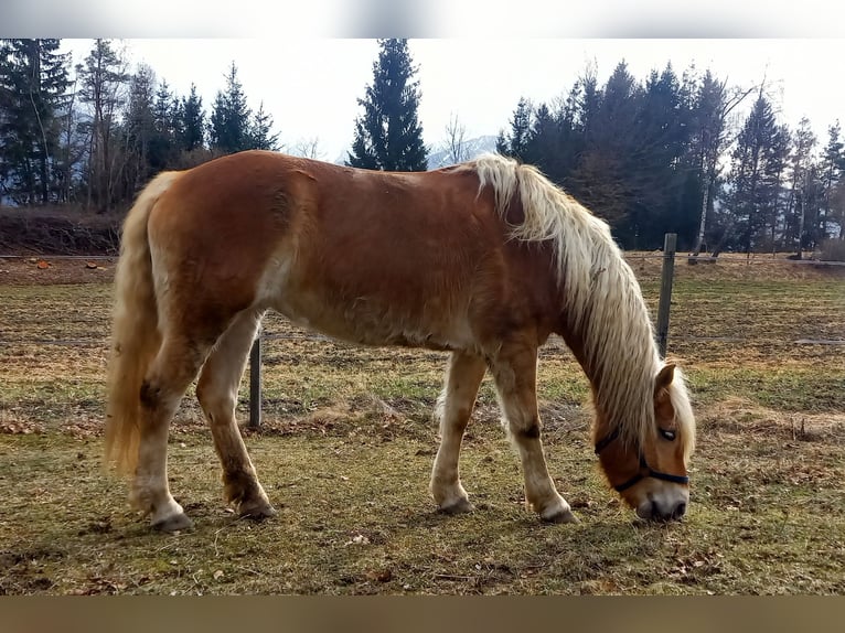 Haflinger Stute 8 Jahre 153 cm Falbe in Ferlach