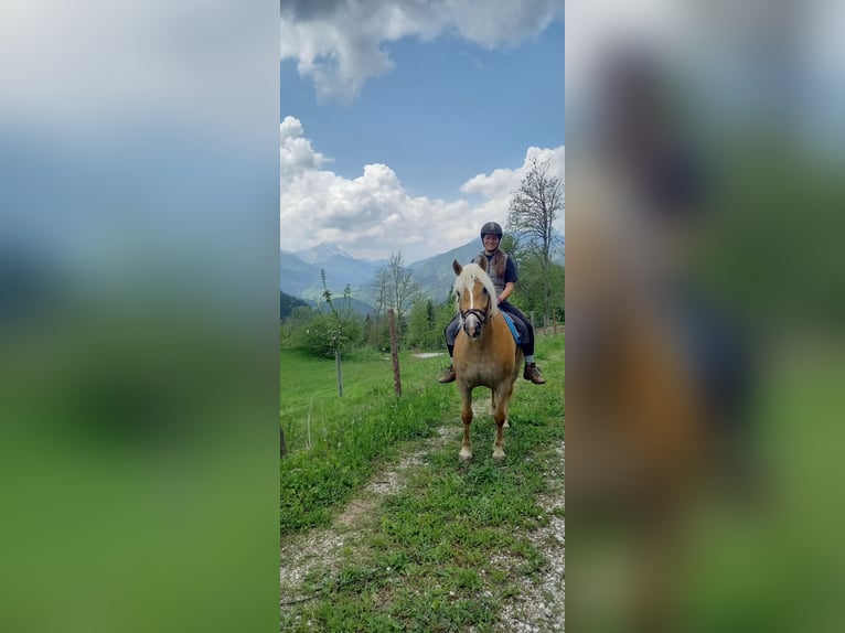 Haflinger Stute 8 Jahre 153 cm  in Ferlach