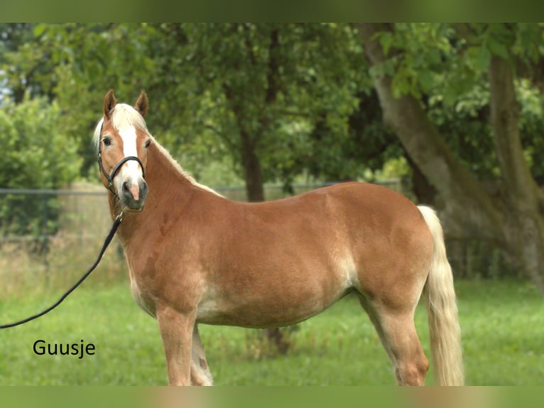 Haflinger Stute 8 Jahre 153 cm Fuchs in Afferden L