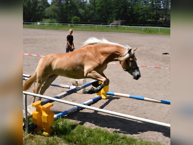 Haflinger Stute 8 Jahre 153 cm Fuchs in Groß Polzin