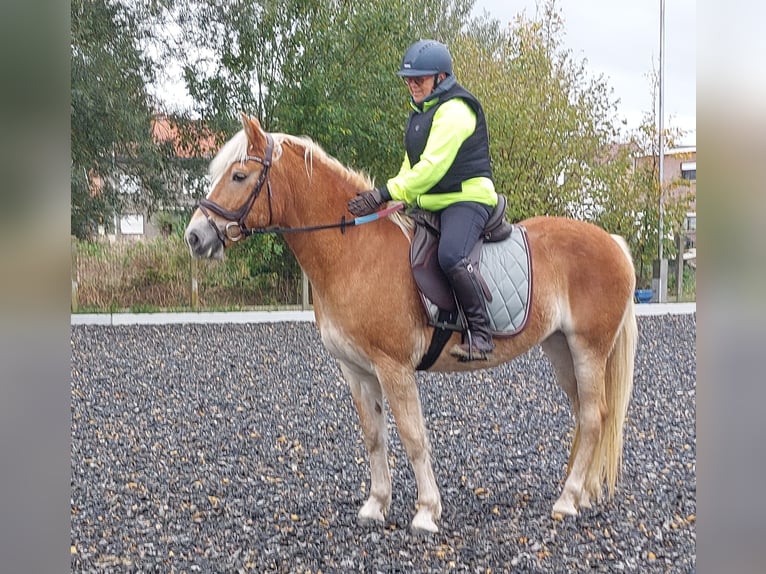 Haflinger Stute 8 Jahre 155 cm Brauner in Wieze