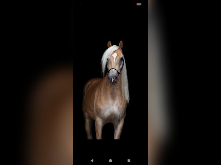 Haflinger Stute 8 Jahre 155 cm Fuchs in Aalen