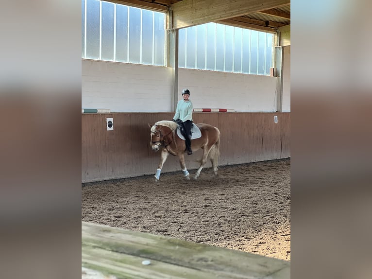 Haflinger Stute 8 Jahre 155 cm Fuchs in Spenge