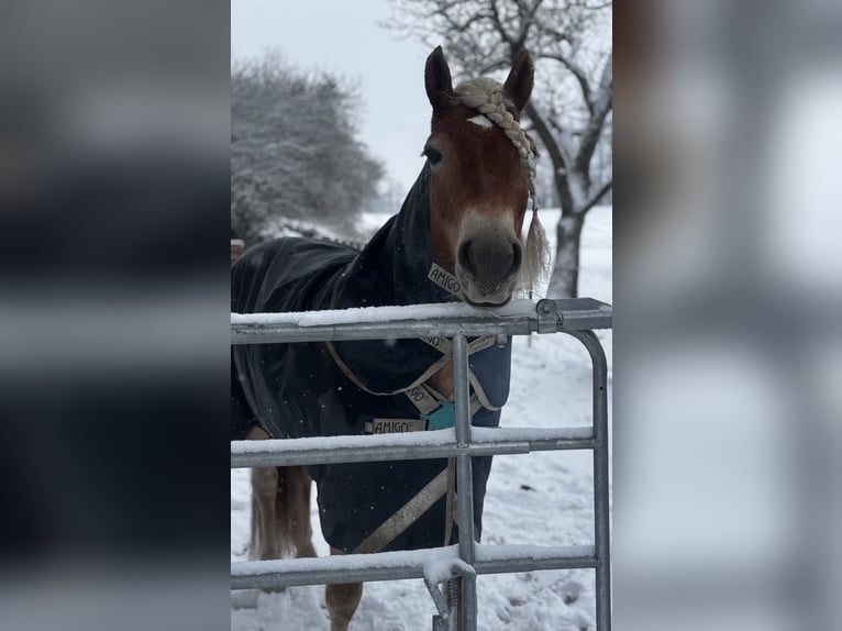 Haflinger Stute 8 Jahre 155 cm Fuchs in Spenge