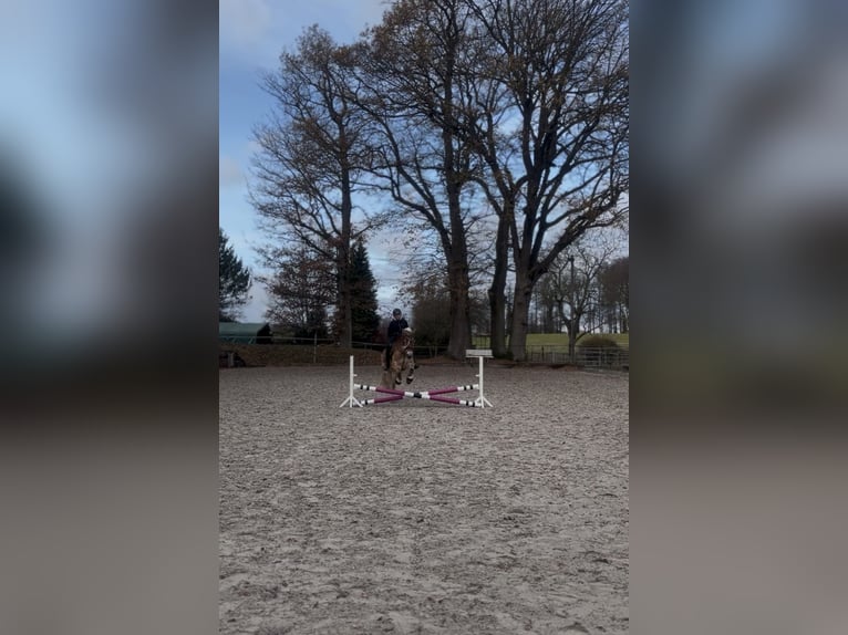 Haflinger Stute 8 Jahre 155 cm Fuchs in Spenge