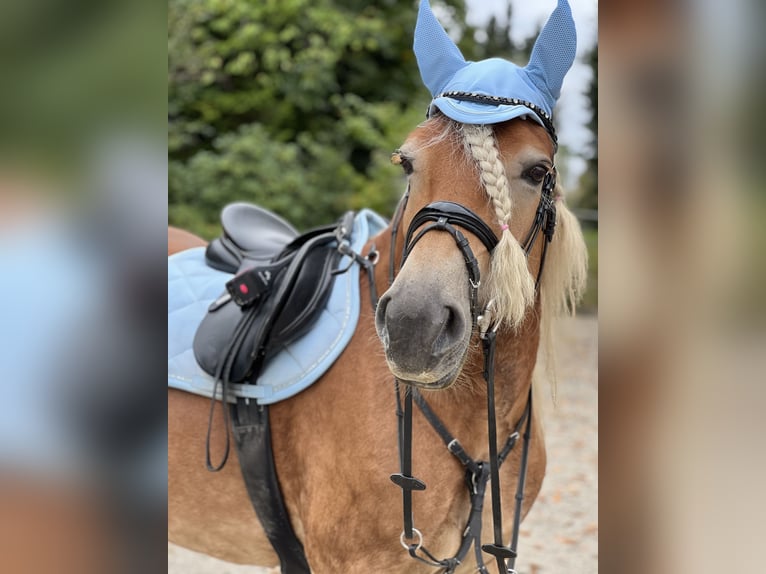 Haflinger Stute 8 Jahre 155 cm Fuchs in Spenge