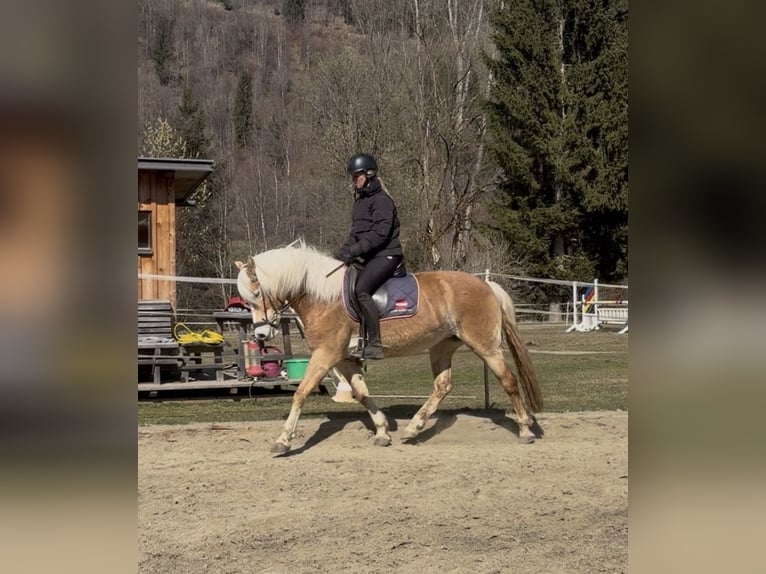 Haflinger Stute 8 Jahre 157 cm Fuchs in Sankt Peter am Kammersberg