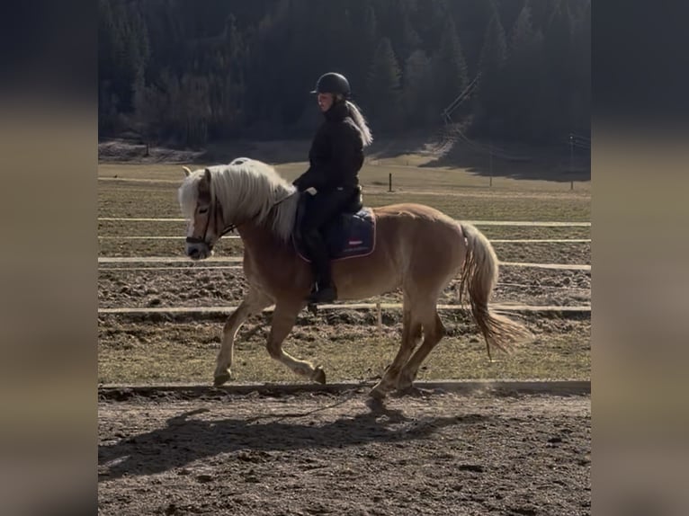 Haflinger Stute 8 Jahre 157 cm Fuchs in Sankt Peter am Kammersberg