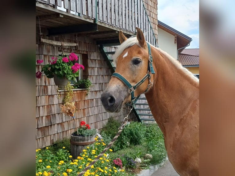 Haflinger Stute 8 Jahre  in Atterrsee