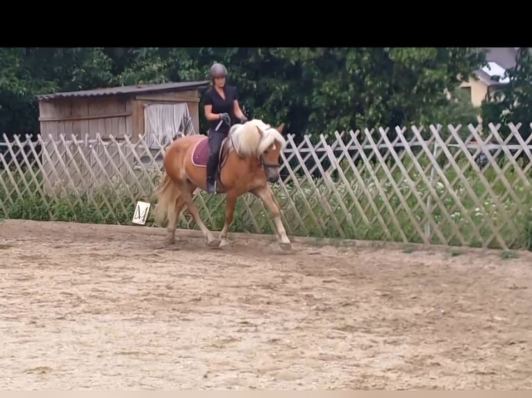 Haflinger Stute 8 Jahre  in Attersee am Attersee