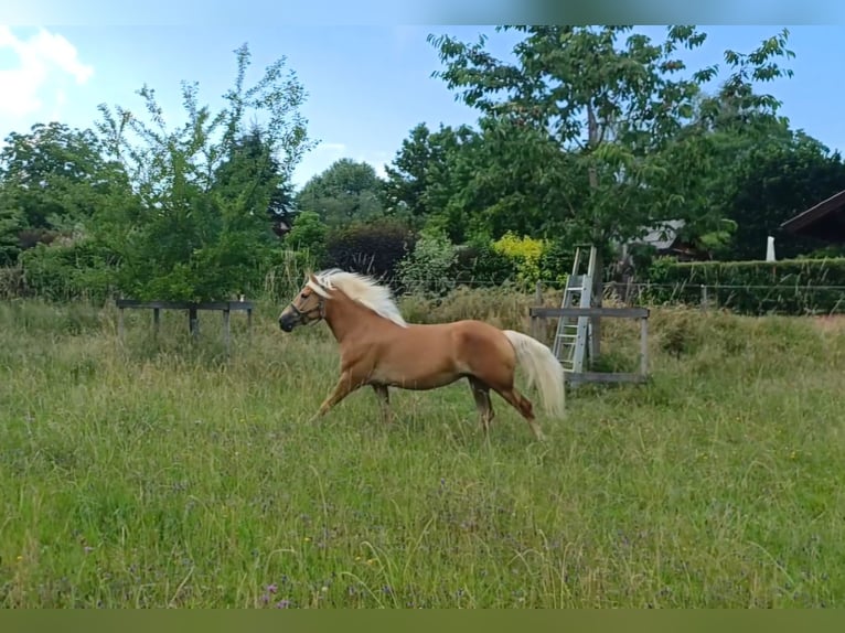 Haflinger Stute 8 Jahre  in Attersee am Attersee